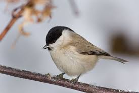 Attēlu rezultāti vaicājumam “Poecile palustris adult”