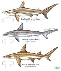 Image result for Sphyrna