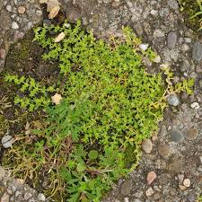 Attēlu rezultāti vaicājumam “Herniaria glabra leaf”