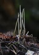 Attēlu rezultāti vaicājumam “Macrotyphula juncea”