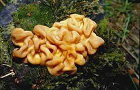 Attēlu rezultāti vaicājumam “Ascotremella faginea”