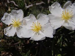 Attēlu rezultāti vaicājumam “Cistaceae”