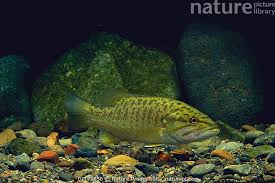 Image result for Micropterus