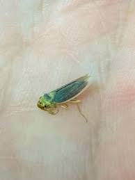 Attēlu rezultāti vaicājumam “Cicadella viridis”