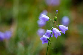 Attēlu rezultāti vaicājumam “Campanula rotundifolia flower”