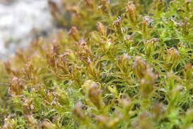 Attēlu rezultāti vaicājumam “Didymodon fallax var. brevifolius”