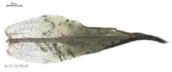 Attēlu rezultāti vaicājumam “Weissia brachycarpa”