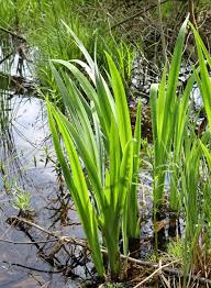 Image result for Acorus calamus