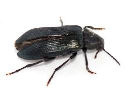 Attēlu rezultāti vaicājumam “Melandryidae”