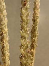 Attēlu rezultāti vaicājumam “Cynosurus cristatus”