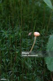 Attēlu rezultāti vaicājumam “Lichenomphalia umbellifera”