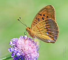 Attēlu rezultāti vaicājumam “Argynnis laodice male”