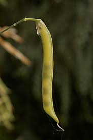 Attēlu rezultāti vaicājumam “Lathyrus sylvestris fruit”