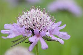Image result for Scabiosa columbaria