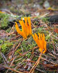 Attēlu rezultāti vaicājumam “Calocera viscosa”