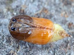 Attēlu rezultāti vaicājumam “Orgyia antiqua imago”