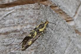 Attēlu rezultāti vaicājumam “Denisia similella”