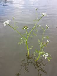 Attēlu rezultāti vaicājumam “Oenanthe aquatica”