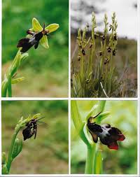 Attēlu rezultāti vaicājumam “Ophrys insectifera”