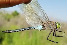 Attēlu rezultāti vaicājumam “Anax parthenope”