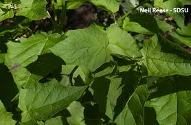 Attēlu rezultāti vaicājumam “Chenopodium acerifolium”
