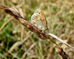 Attēlu rezultāti vaicājumam “Coenonympha pamphilus upperside”