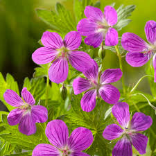 Attēlu rezultāti vaicājumam “Geranium palustre”