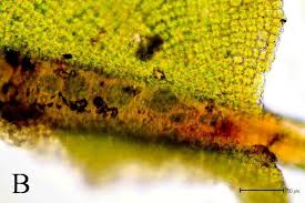 Attēlu rezultāti vaicājumam “Syntrichia virescens”