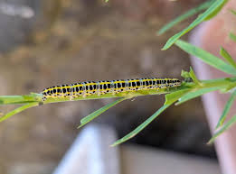 Attēlu rezultāti vaicājumam “Calophasia lunula larva”