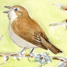 Attēlu rezultāti vaicājumam “Sylvia borin adult”