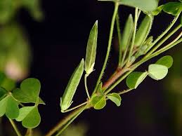 Attēlu rezultāti vaicājumam “Oxalidaceae”