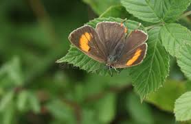 Attēlu rezultāti vaicājumam “Thecla betulae”