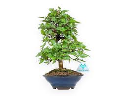 Attēlu rezultāti vaicājumam “Priobium carpini”