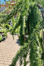 Attēlu rezultāti vaicājumam “Larix decidua”