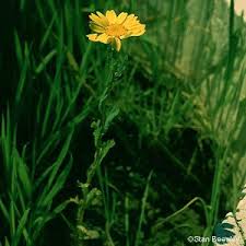 Image result for Chrysanthemum segetum