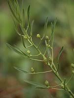 Attēlu rezultāti vaicājumam “Thesium ebracteatum”