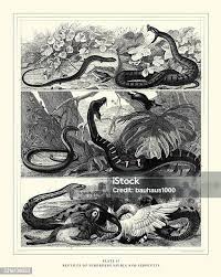 Attēlu rezultāti vaicājumam “Sauria”