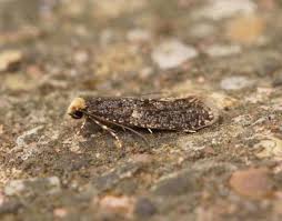 Attēlu rezultāti vaicājumam “Monopis weaverella”