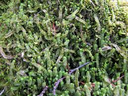 Attēlu rezultāti vaicājumam “Barbilophozia lycopodioides”