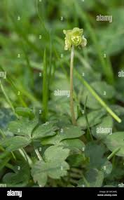 Attēlu rezultāti vaicājumam “Adoxa moschatellina flower”