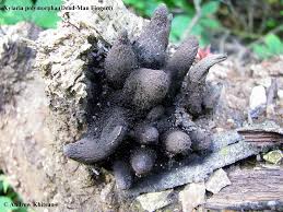 Attēlu rezultāti vaicājumam “Xylaria polymorpha”