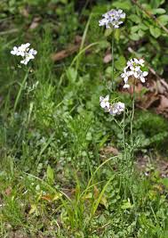 Attēlu rezultāti vaicājumam “Cardamine pratensis”