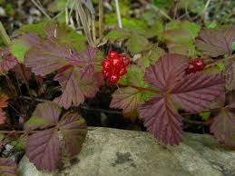 Attēlu rezultāti vaicājumam “Rubus arcticus”