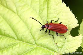 Attēlu rezultāti vaicājumam “Schizotus pectinicornis”