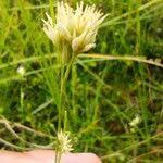 Attēlu rezultāti vaicājumam “Rhynchospora alba fruit”