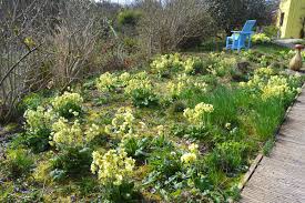 Attēlu rezultāti vaicājumam “Primula elatior”