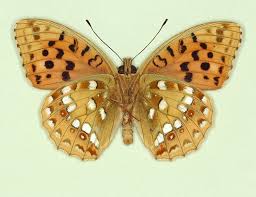 Attēlu rezultāti vaicājumam “Argynnis adippe”