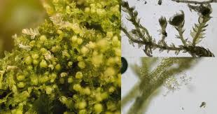 Attēlu rezultāti vaicājumam “Cephalozia bicuspidata”