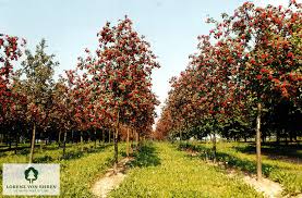 Attēlu rezultāti vaicājumam “Sorbus hybrida”