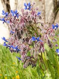 Attēlu rezultāti vaicājumam “Pseudotsuga menziesii flower”